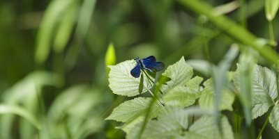 Pourquoi et comment préserver la biodiversité dans le bâti ancien ?